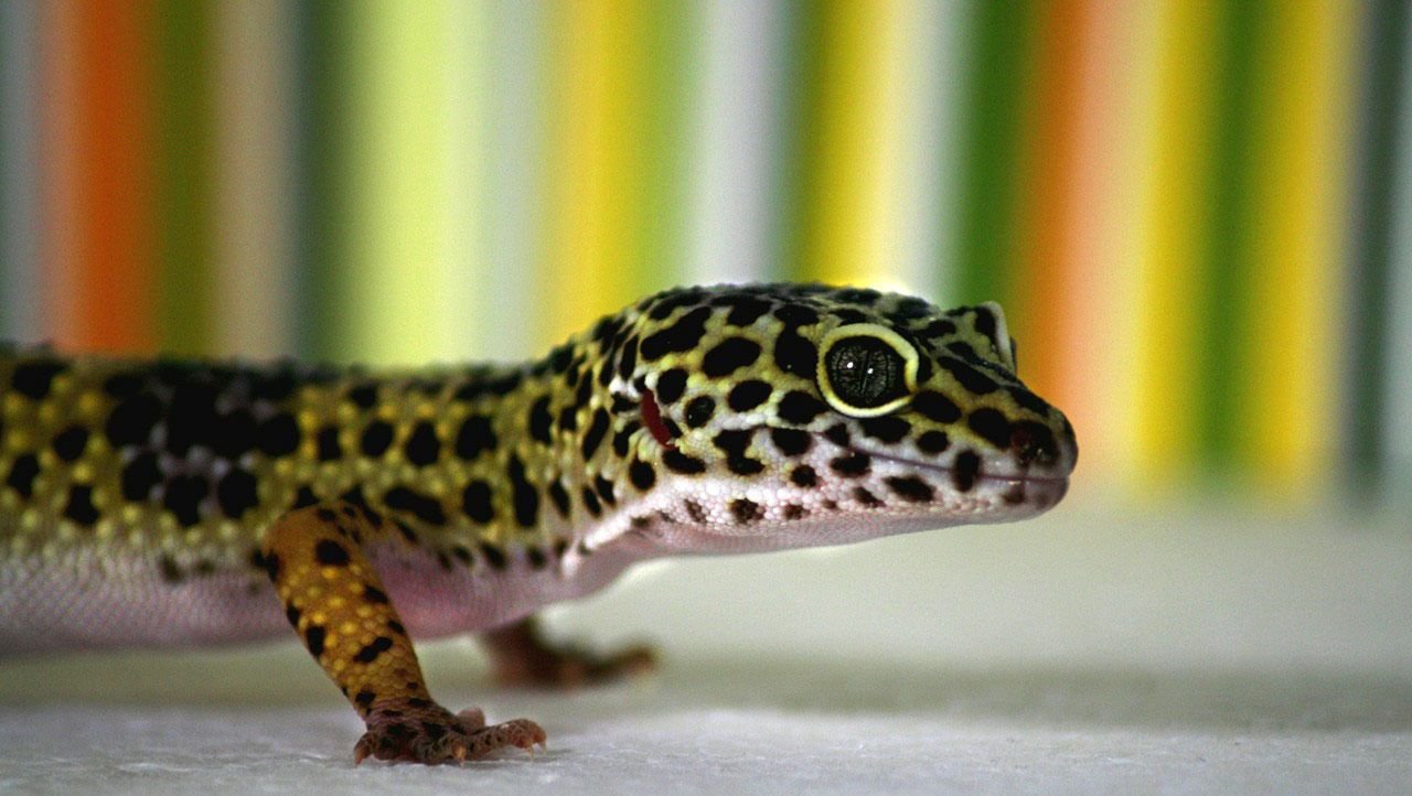 Gecko tigre