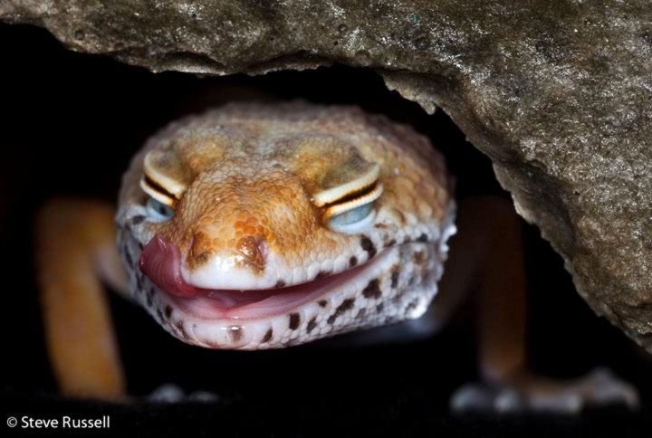 Combien de temps vivent les geckos ?