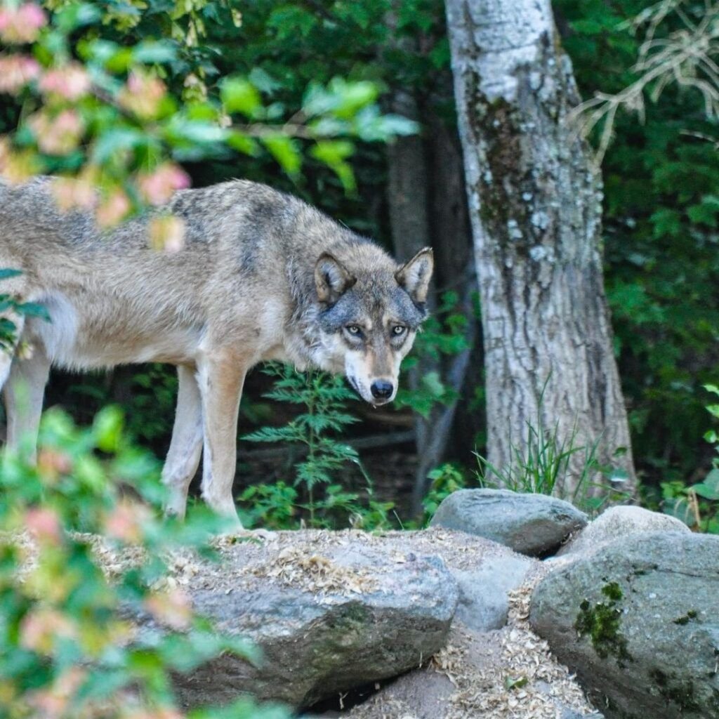 Loup des Grandes Plaines