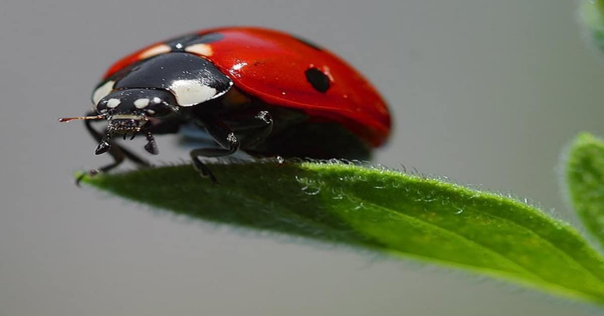 Animaux porte-bonheur dans les mythes européens : trouvez votre totem porte-bonheur