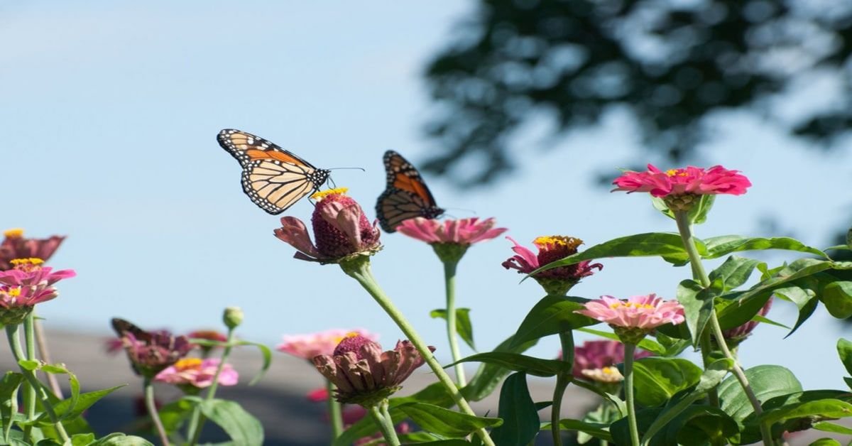 Comportement des papillons à surveiller au jardin