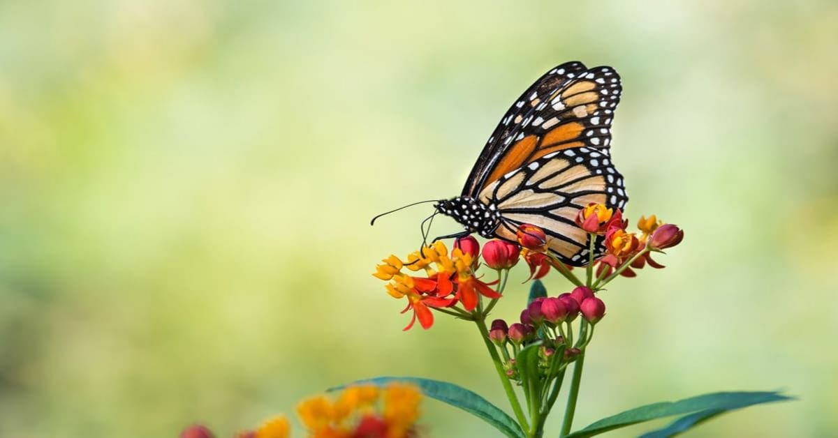 Construire un jardin de papillons