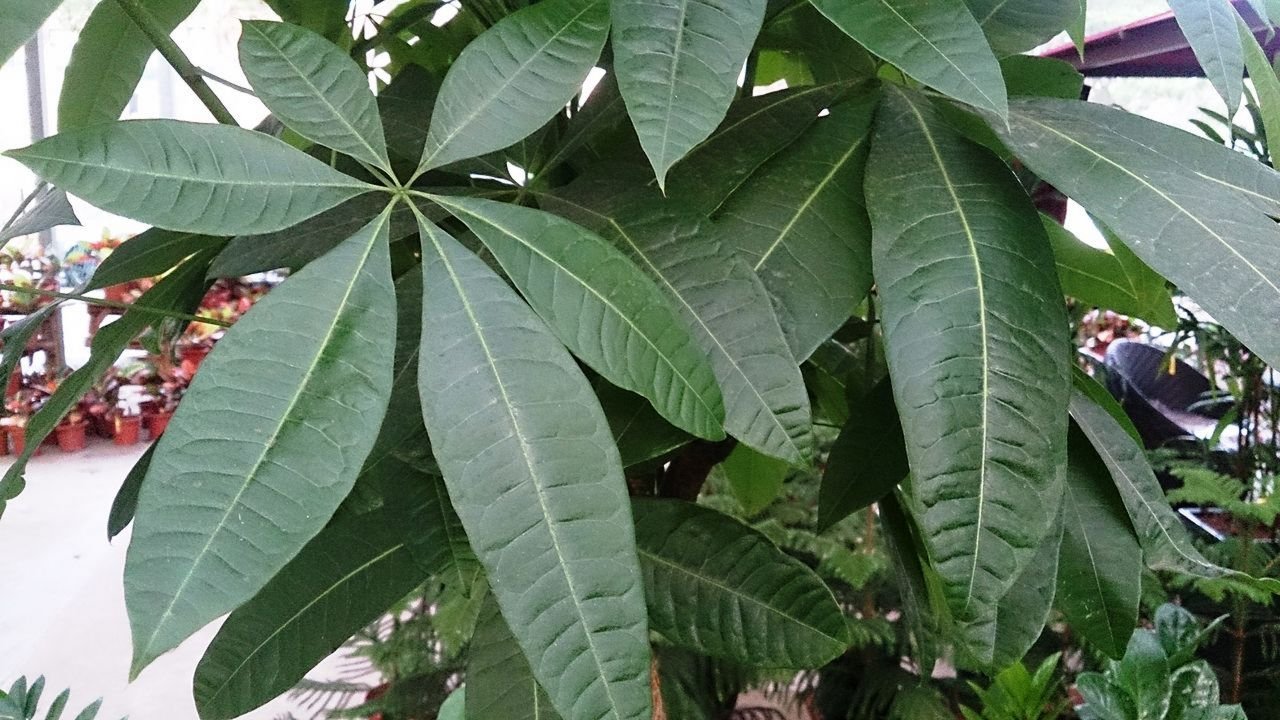 Arbre à argent