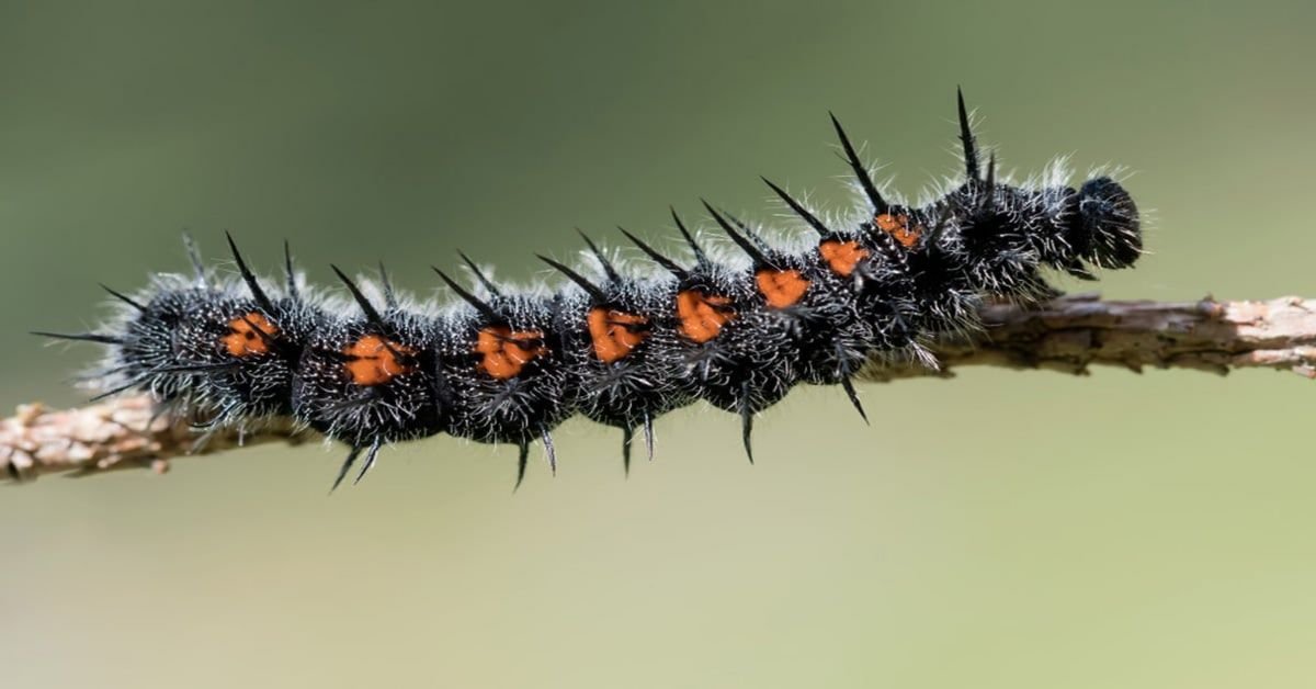 Chenille du papillon de deuil du Cap