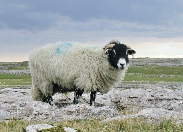 Moutons dans les champs