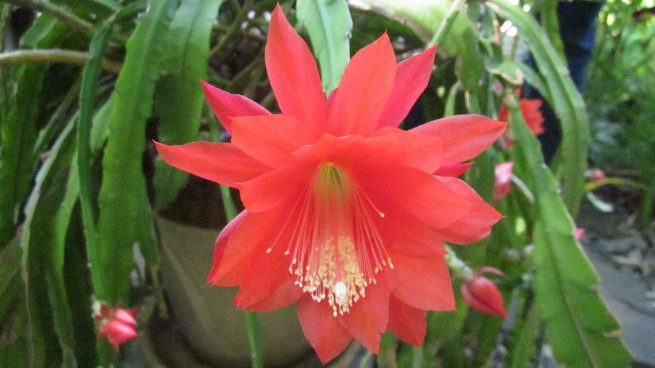 Orchidée cactus