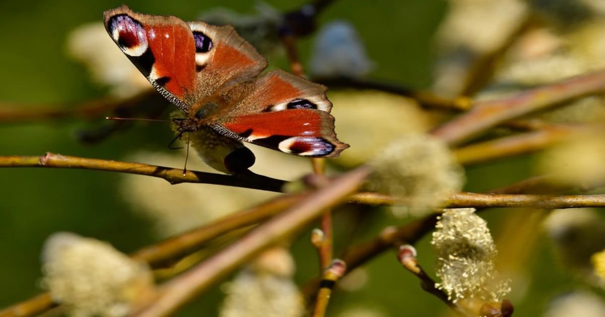 Combien de temps vivent les papillons ?