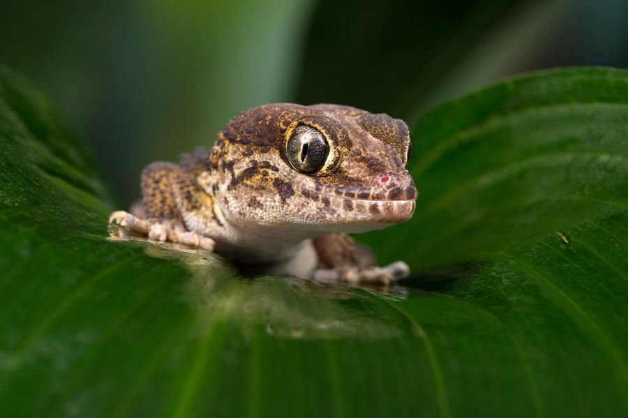 Geckos Pictus