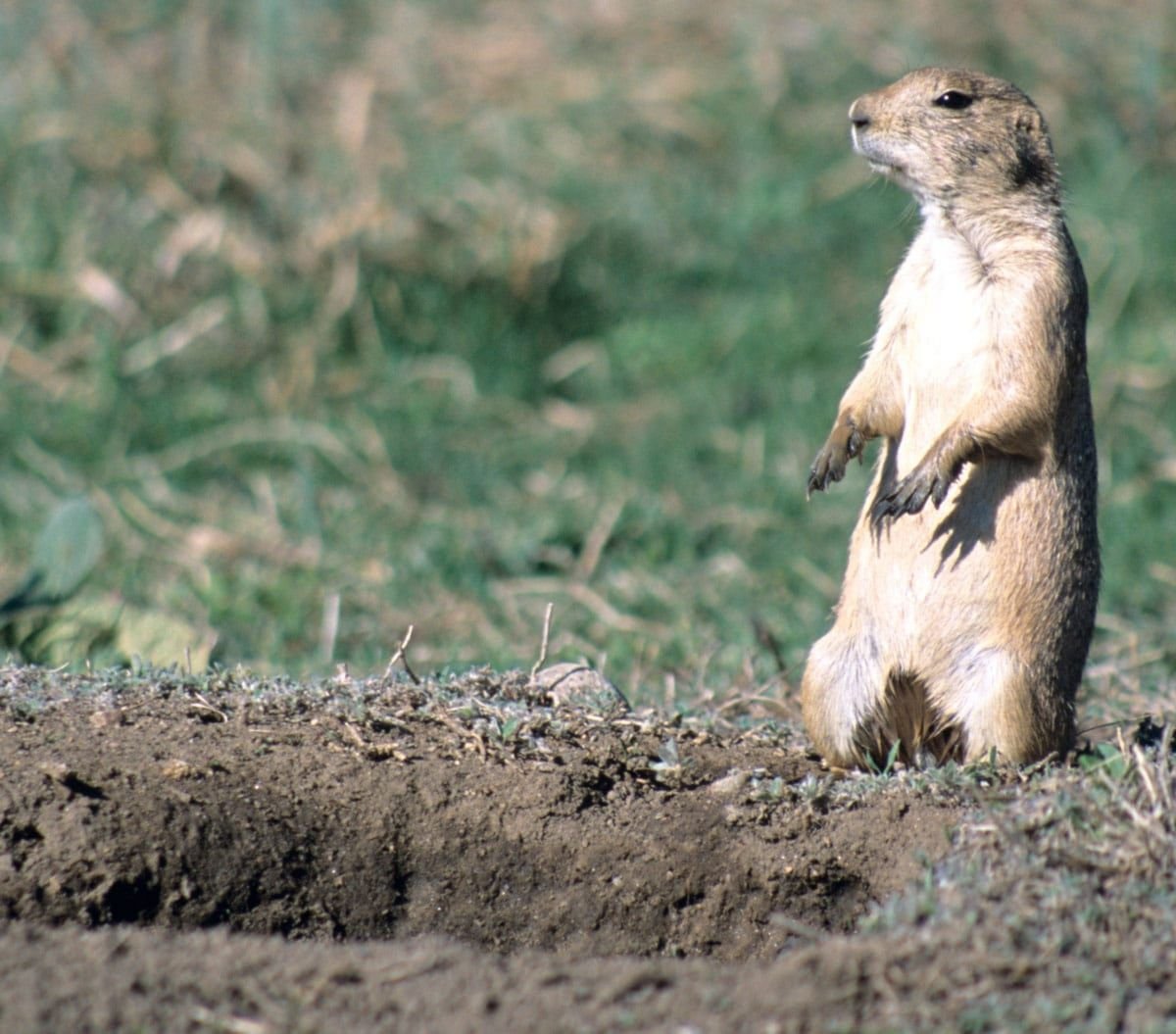 chien de prairie