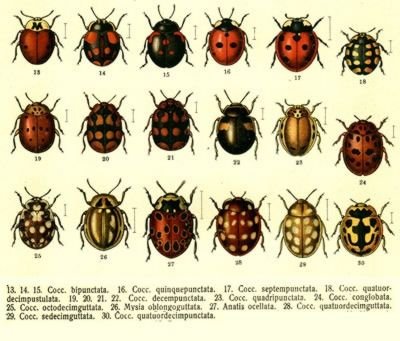 Coccinelles rayées