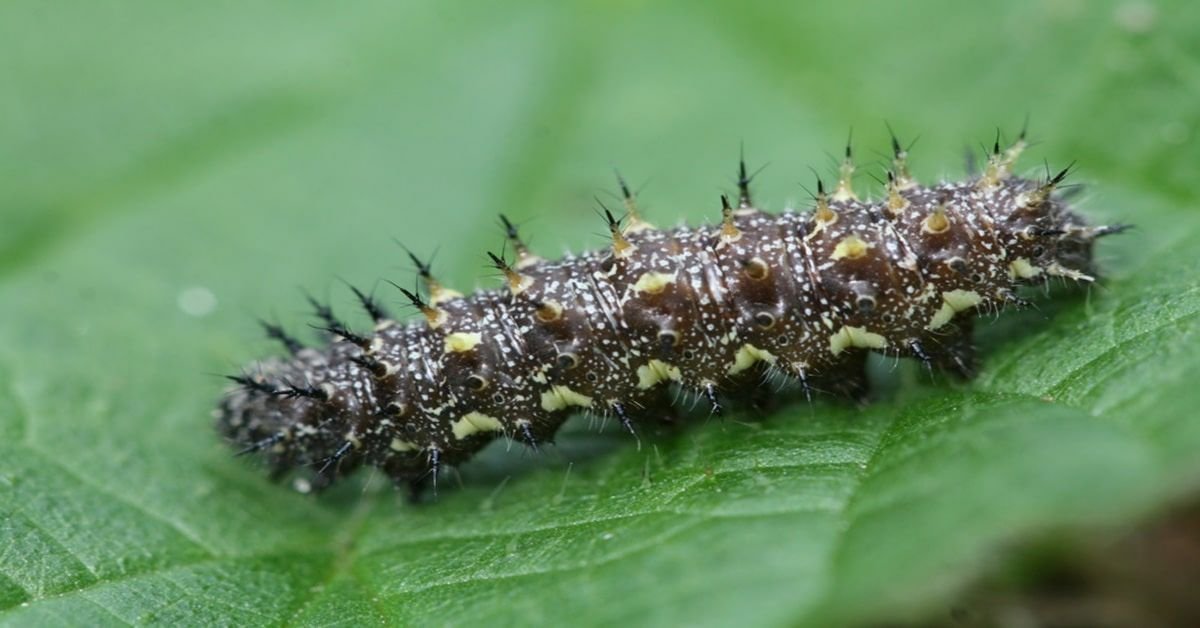 Chenille de l’amiral rouge