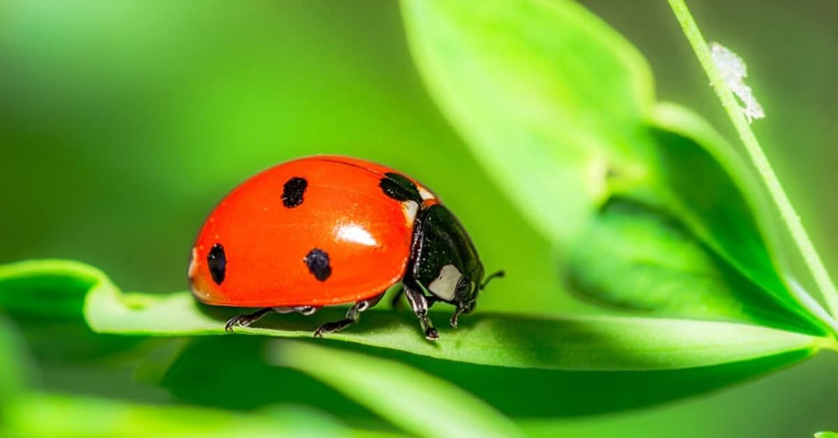 Coccinelle rouge