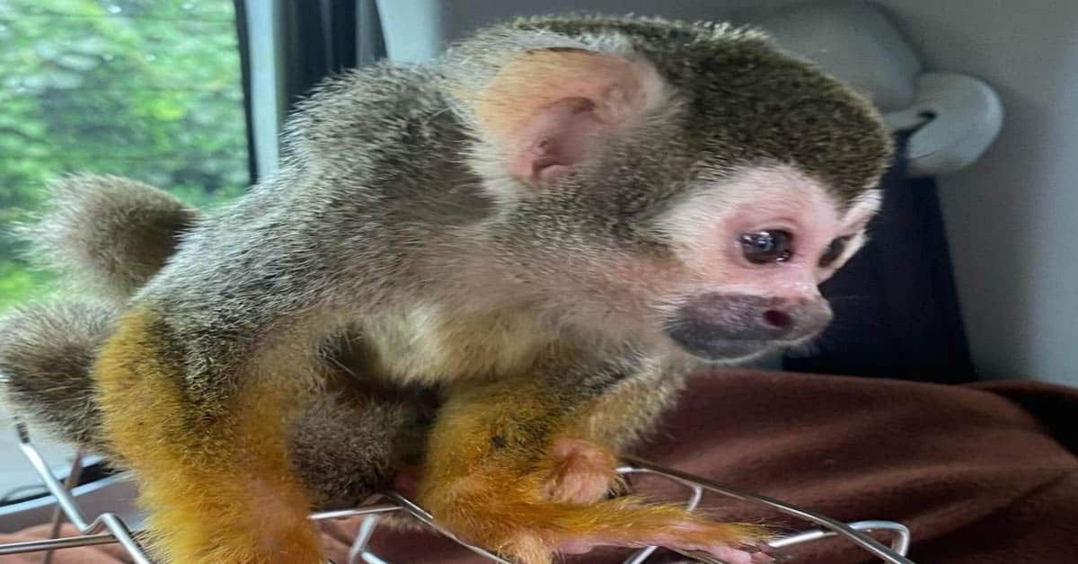 Squirrel Monkey – tout sur les mammifères intelligents et étranges