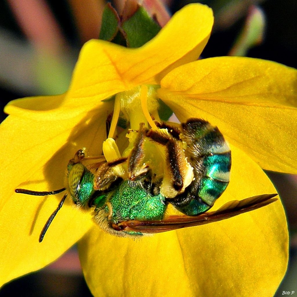 Sueurs vertes des abeilles