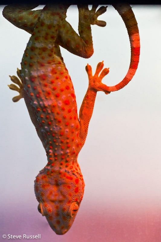 Gecko Tokay