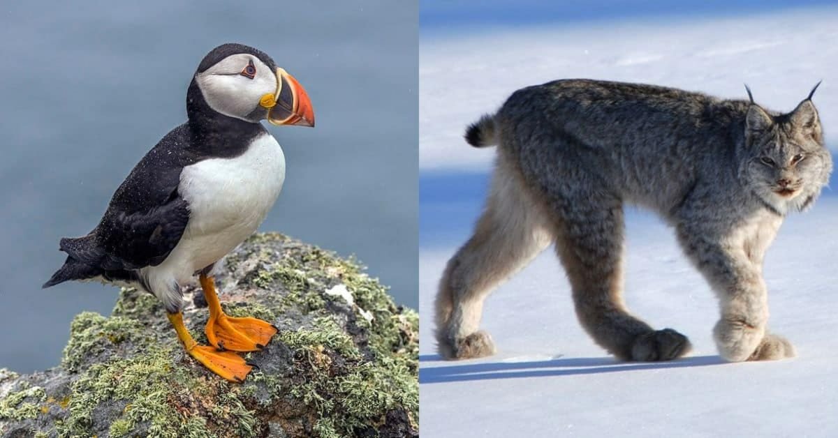 10 animaux emblématiques du Canada