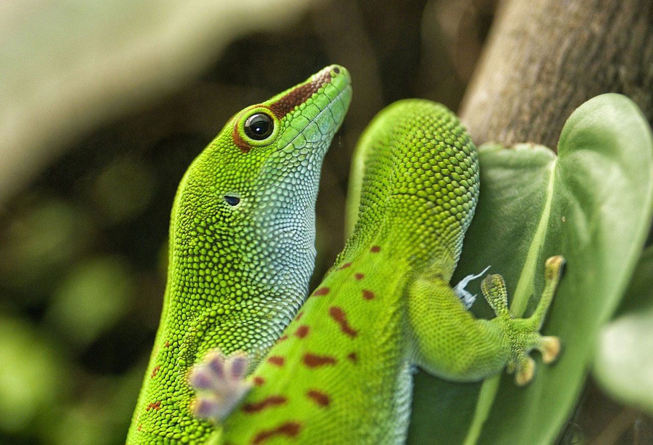 Types de geckos