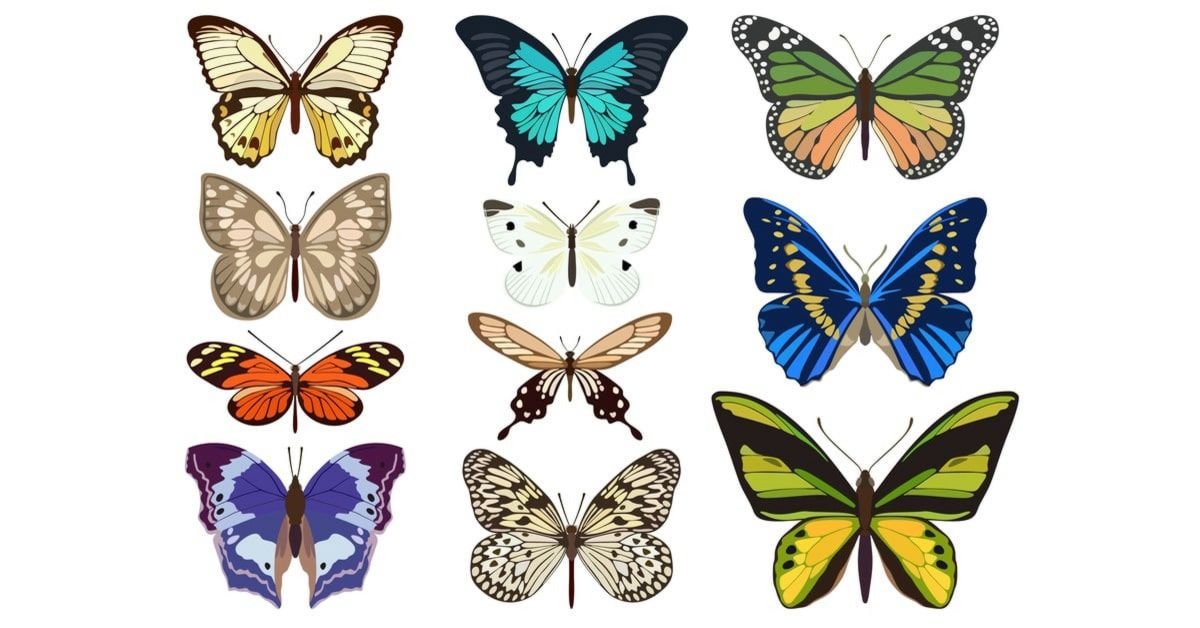 Types de papillons