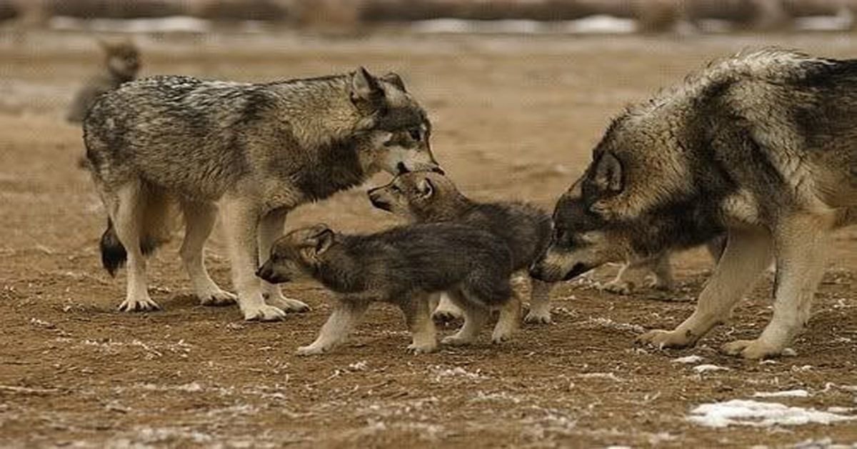 Comment s’appellent les jeunes loups ?