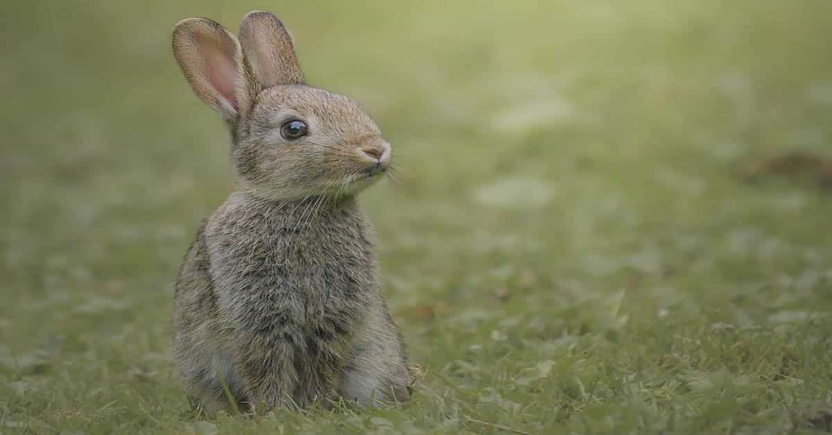 Que mangent les lapins sauvages ?