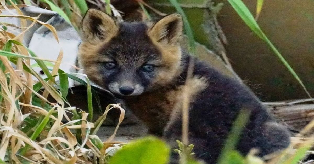 Qu’est-ce qu’une croix de renard ?  Caractéristiques intéressantes et faits à connaître