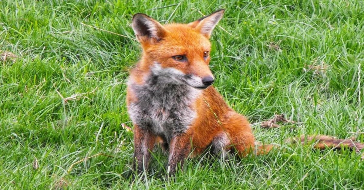 Comment s’appelle une femelle renard ?