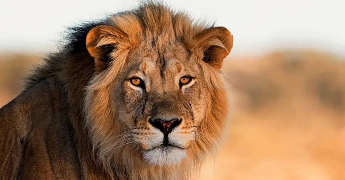 Que mangent les lions ?  – Renseignez-vous sur leur alimentation !