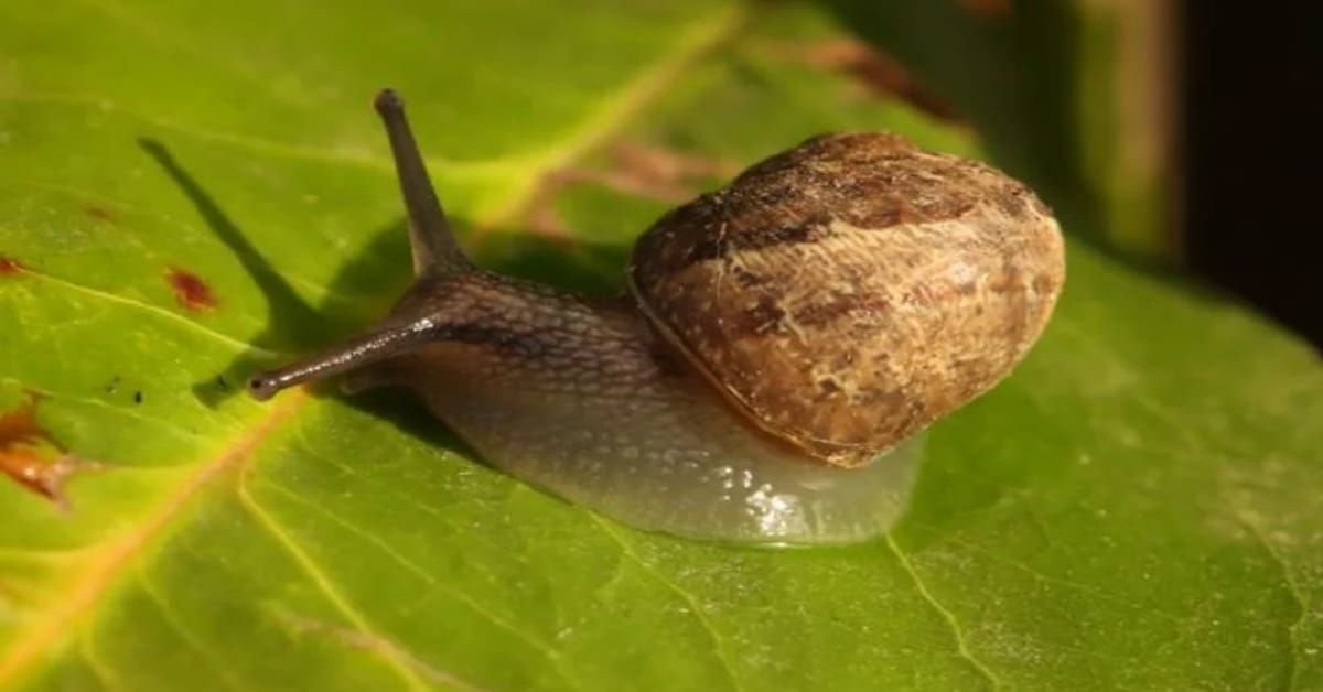 Où vivent les escargots ?