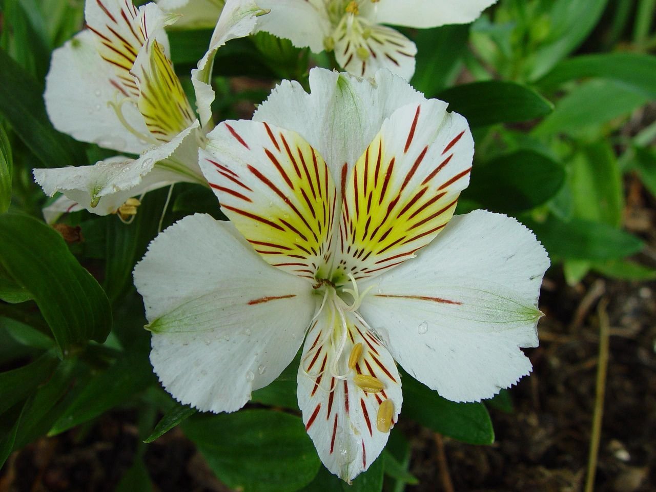 Fleurs de mai : Lys de Casablanca