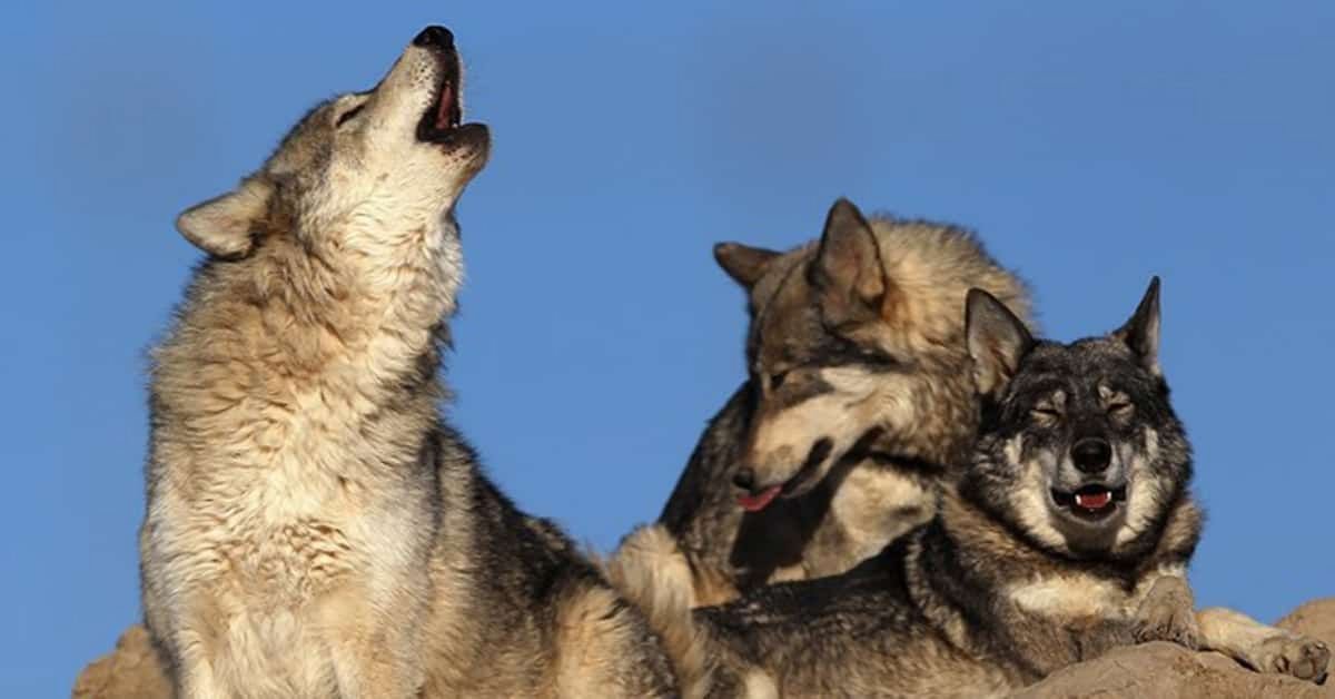 Pourquoi les loups hurlent-ils ?