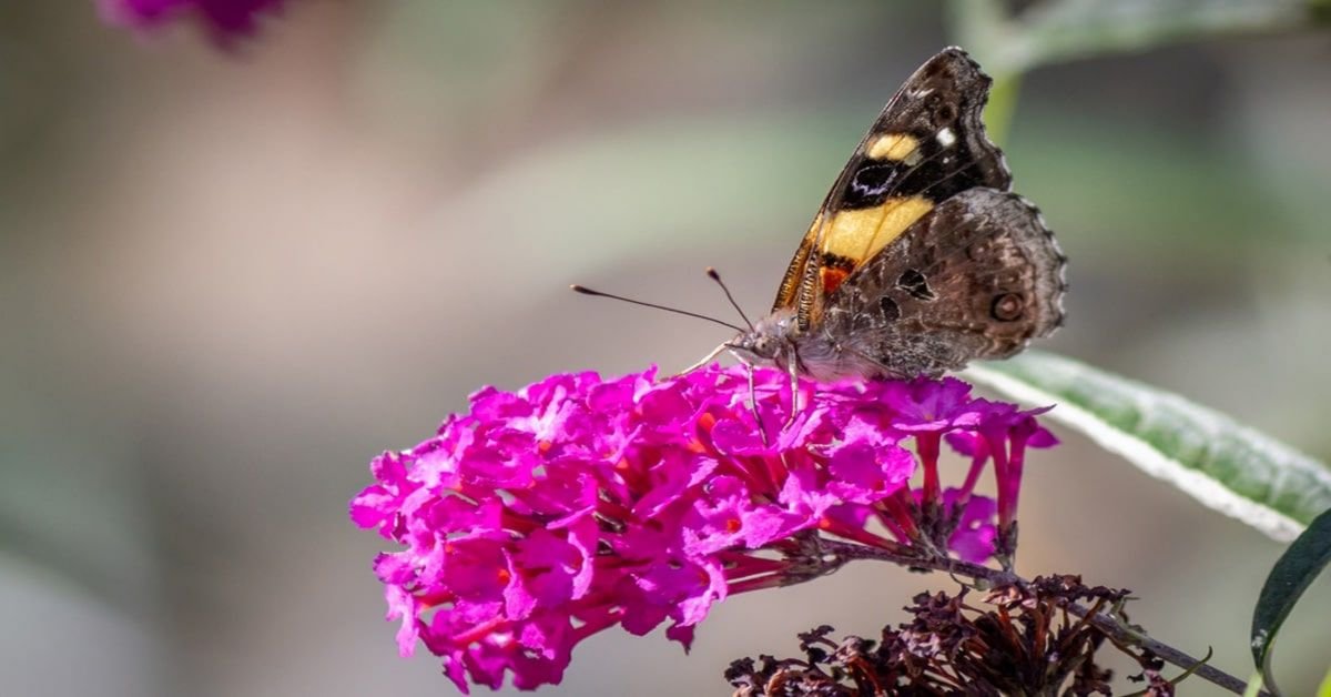 Rayure papillon jaune