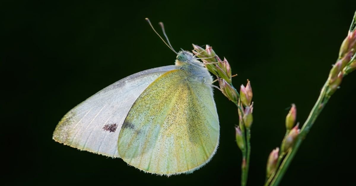 Papillon blanc jaune