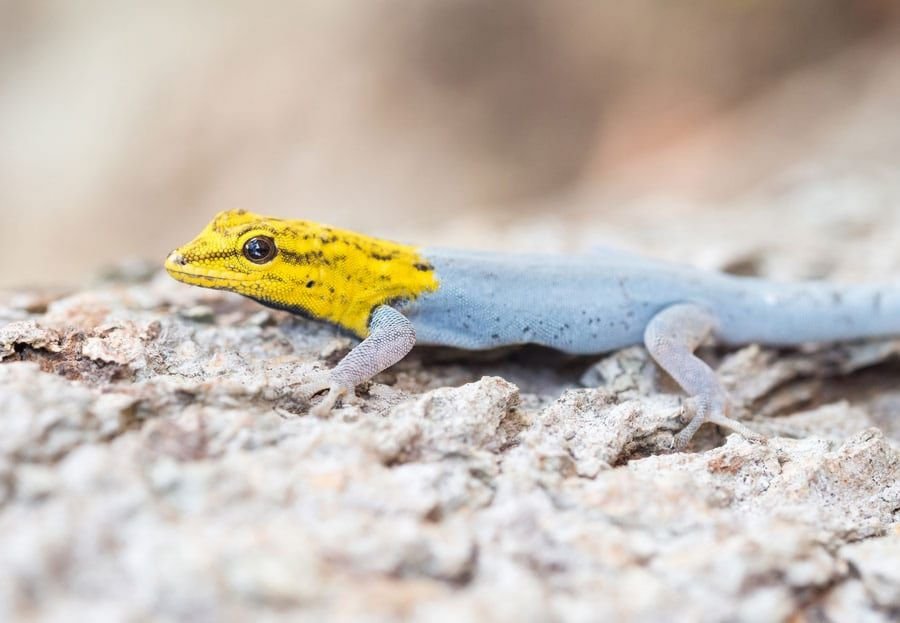 Garder un gecko comme animal de compagnie