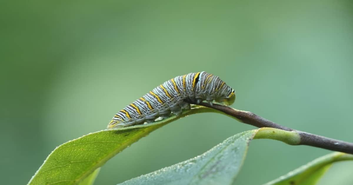 Chenille de papillon machaon zèbre