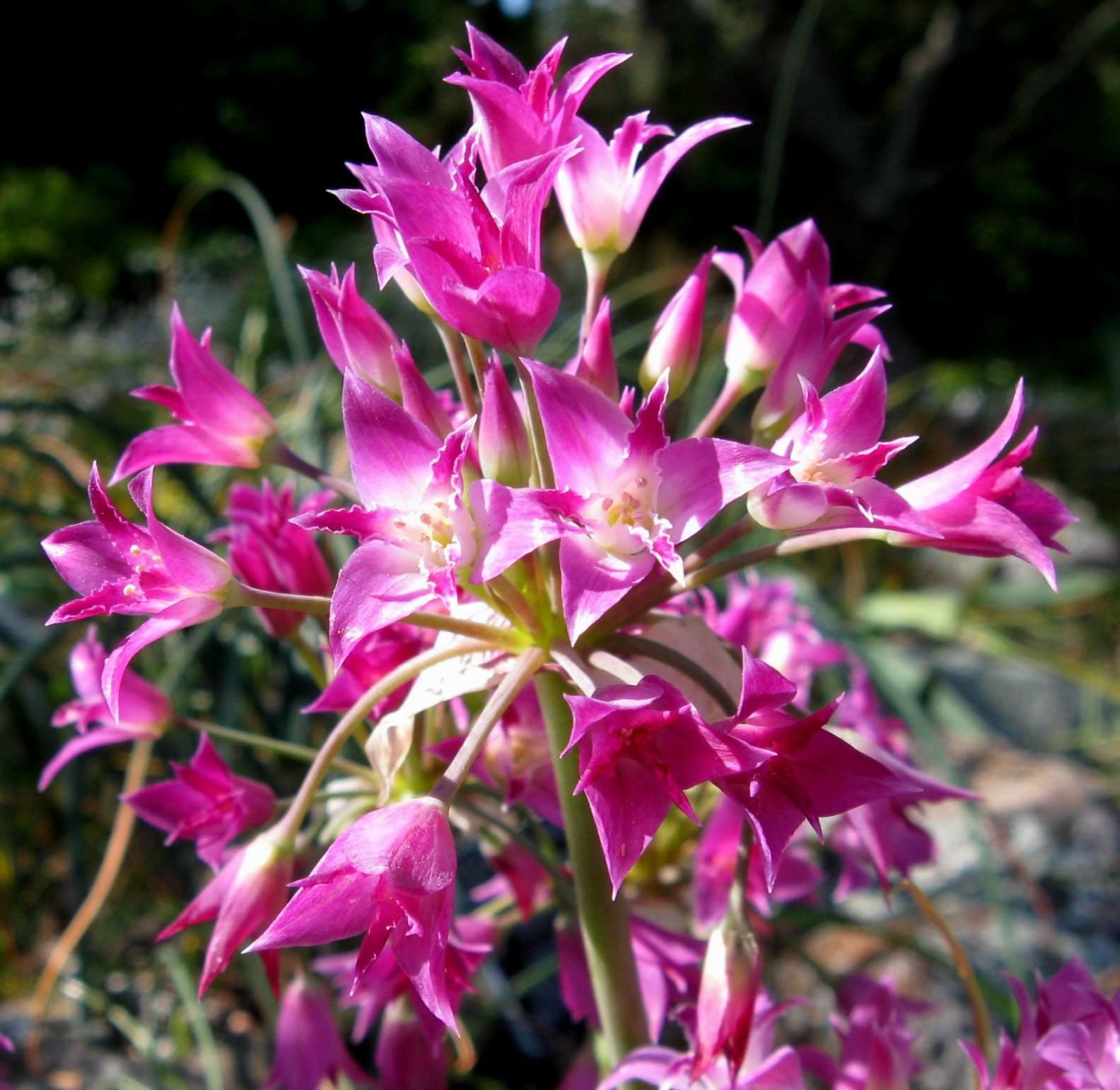 Fleurs d’avril : Allium