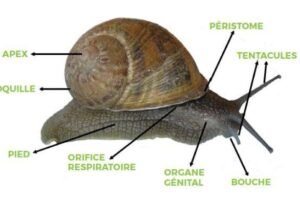 Anatomie de l’escargot – tout sur les organes internes et externes