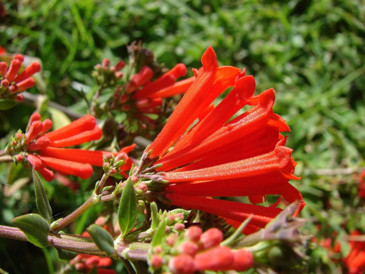 Fleurs de mai : fleurs de Bouvardia