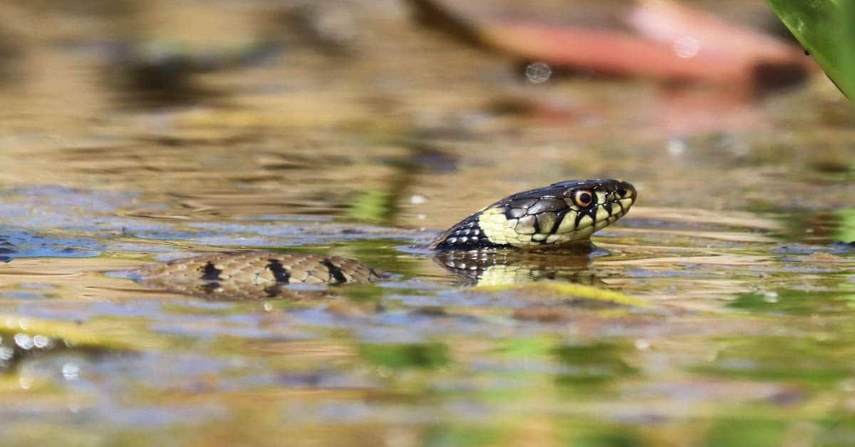 Les serpents peuvent-ils nager ?