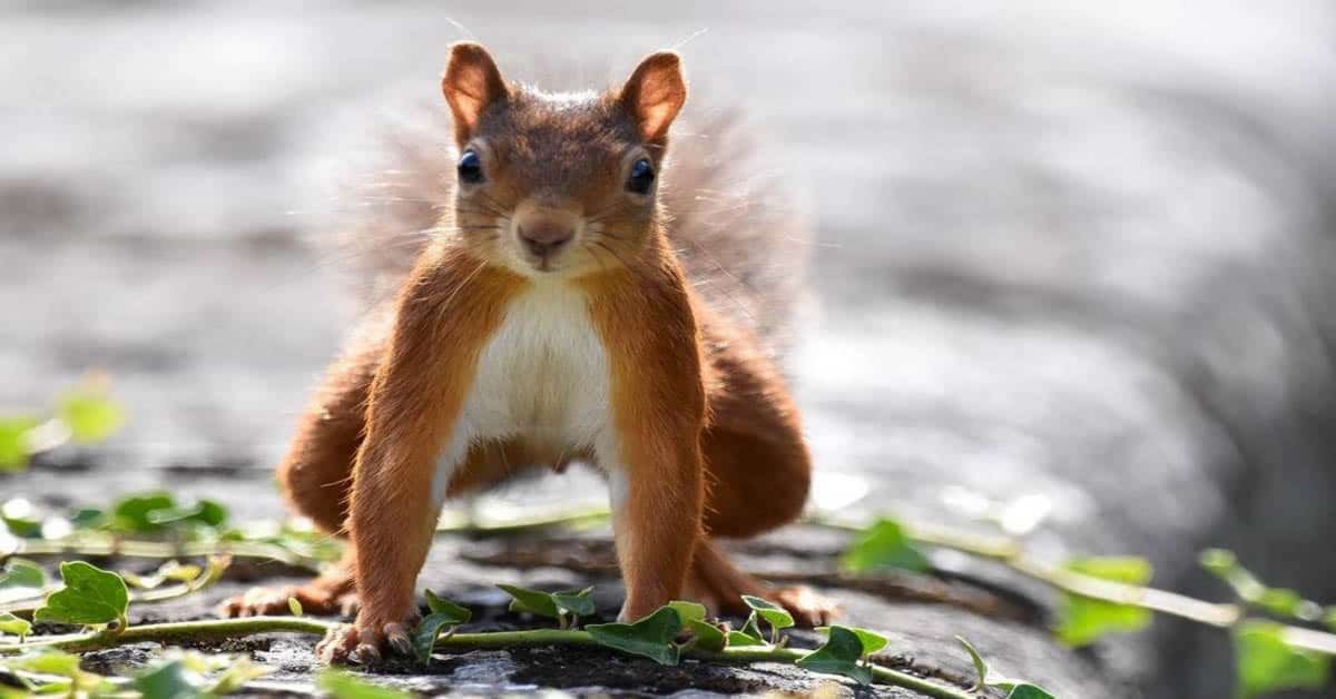 Un écureuil peut-il mourir d’une chute ?