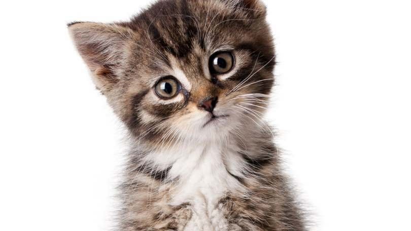 Quand les chatons ouvrent-ils les yeux ?