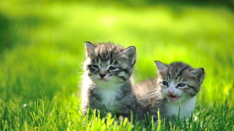 Quand peut-on sevrer les chatons ?