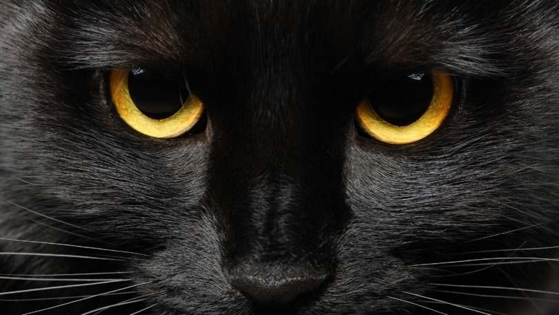 Les chats noirs portent-ils vraiment malheur ?