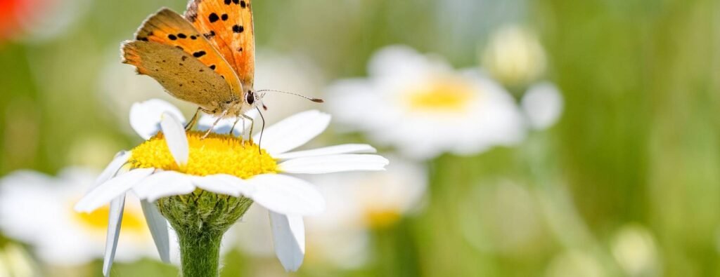 Apprenez-en davantage sur la nature et les animaux de notre monde