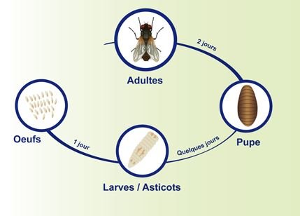cycle de vie des mouches