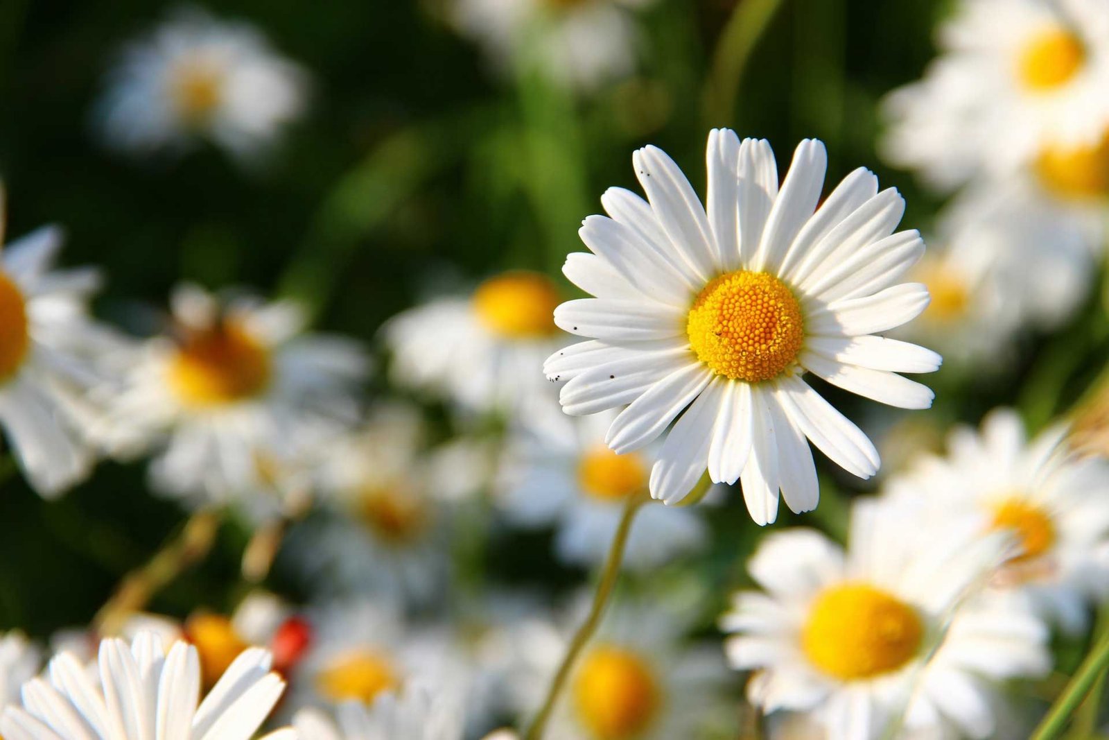 Fleurs de printemps : marguerites