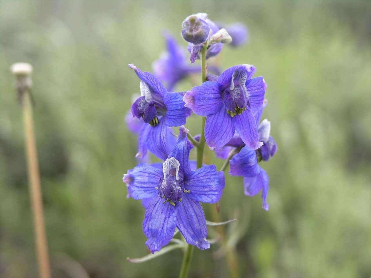 Delphinium – utilisé par les Indiens d’Amérique pour prévenir les infestations de scorpions