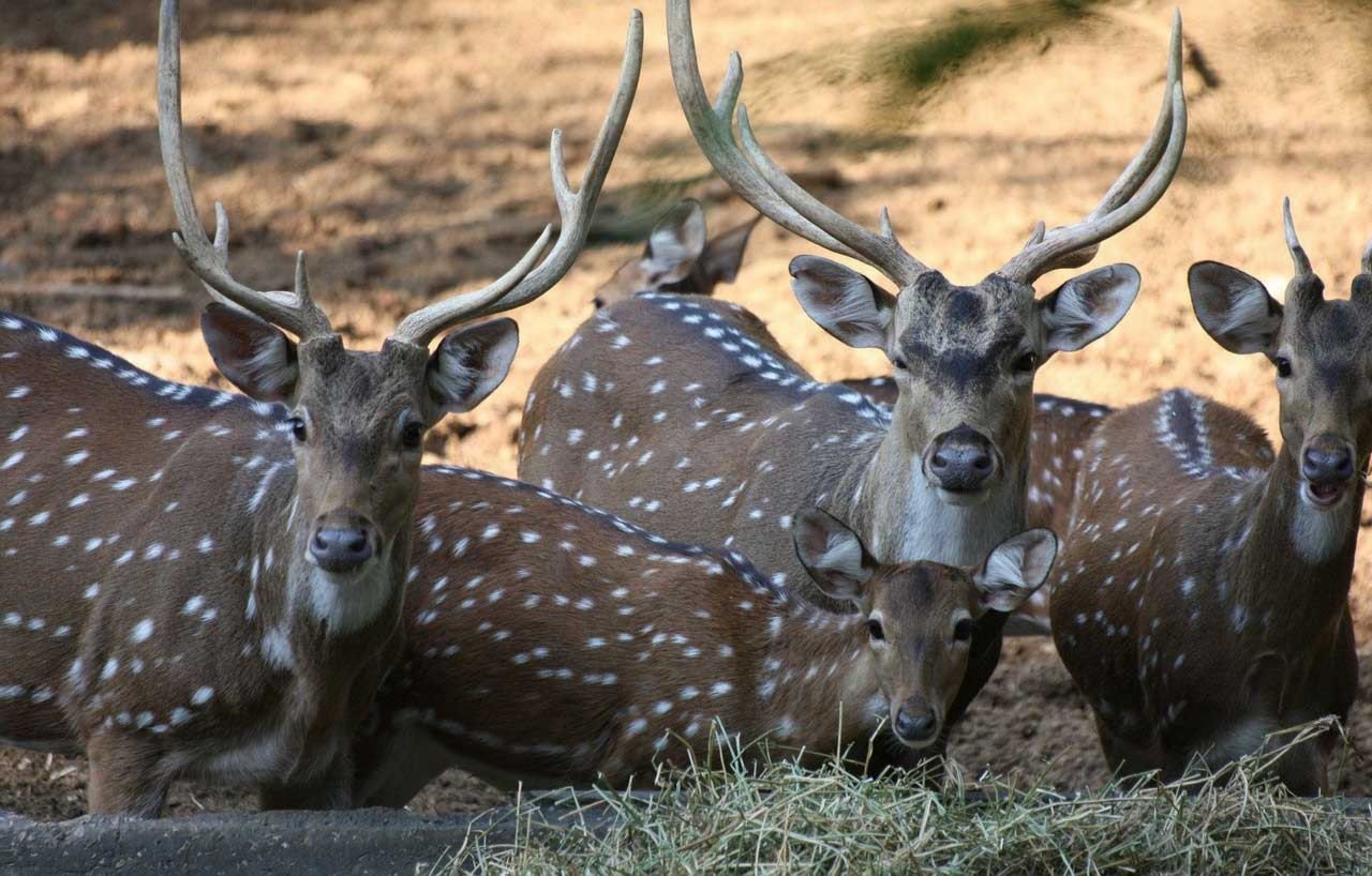 Cerf du Canada