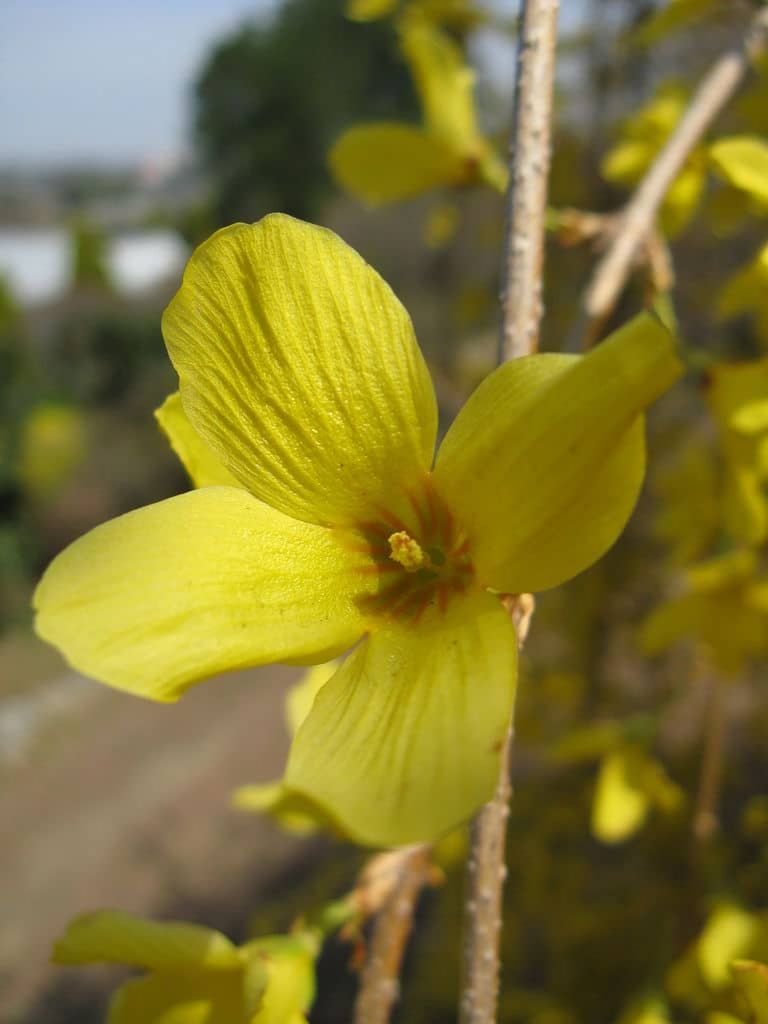 Forsythia – se produit principalement en Asie de l’Est et en Europe du Sud-Est