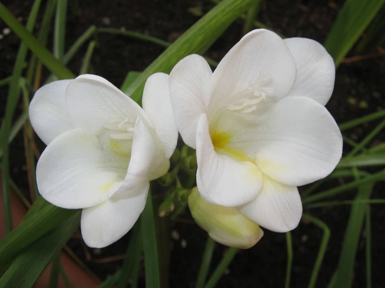 Freesias – belles fleurs de janvier d’Afrique du Sud