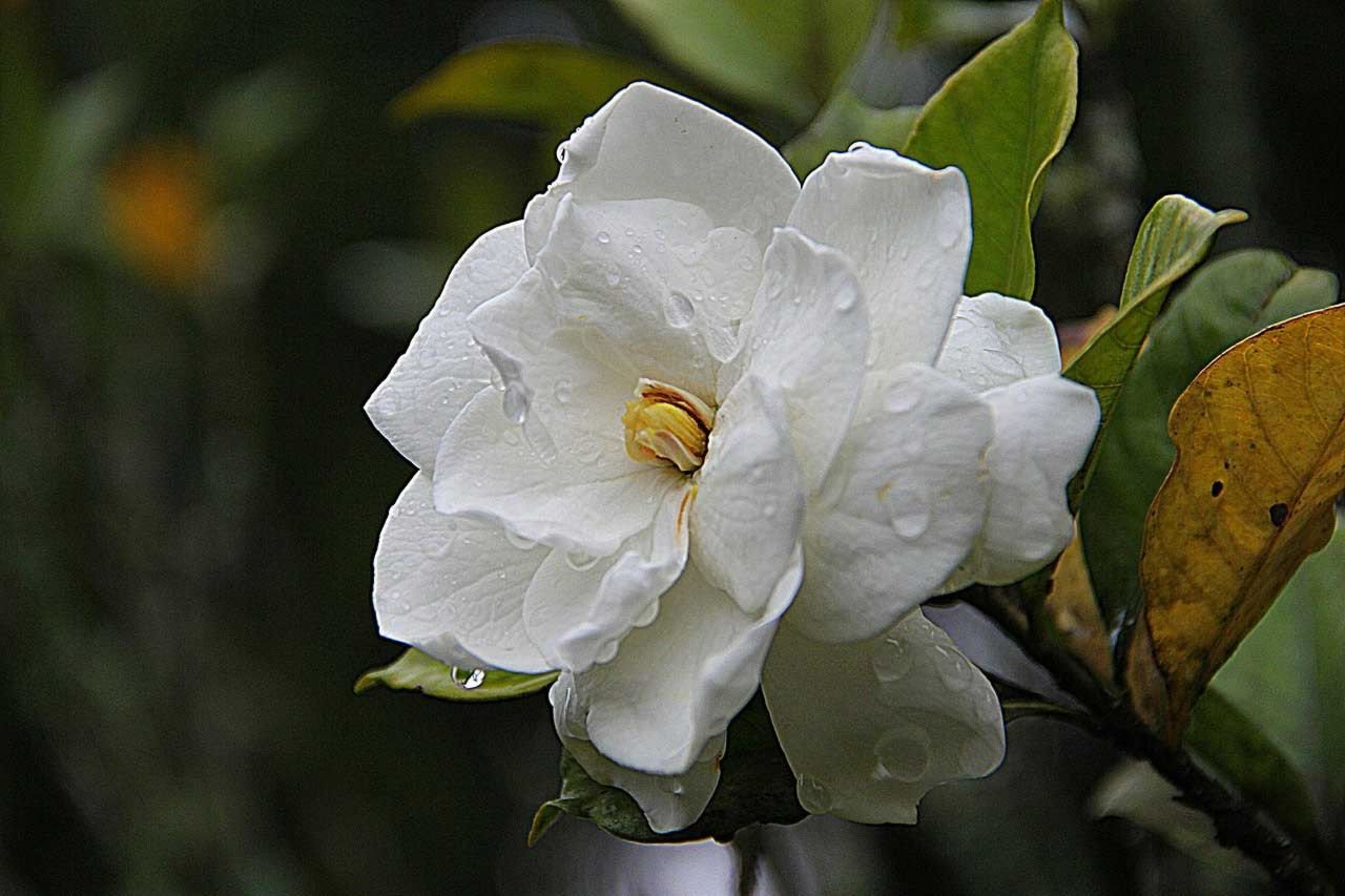 Fleurs de gardénia